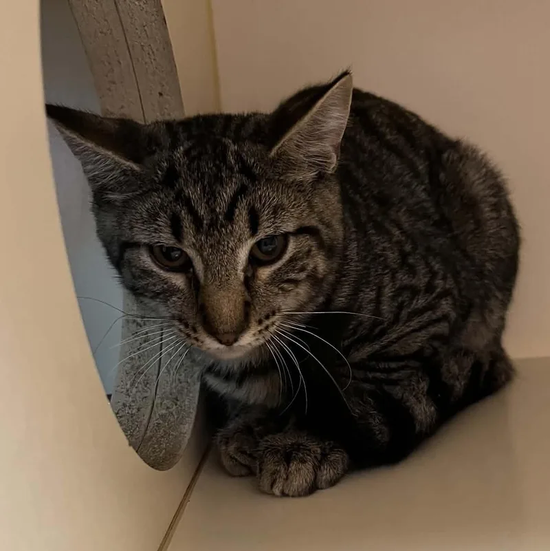 A young medium-sized male Tabby (Buff / Tan / Fawn) Domestic Short Hair cat named Atomic Flounder for adoption in Elyria, OH