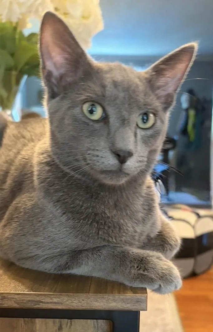 A baby small-sized male Gray / Blue / Silver Domestic Short Hair cat named Granite for adoption in Nashville, TN