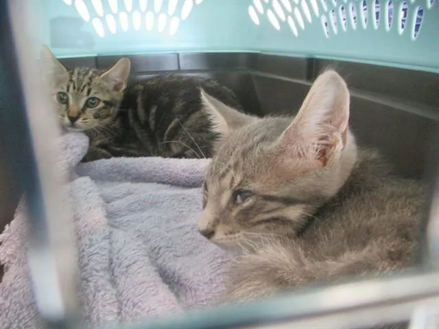 A baby small-sized male Domestic Short Hair cat named Fujin for adoption in Ocala, FL