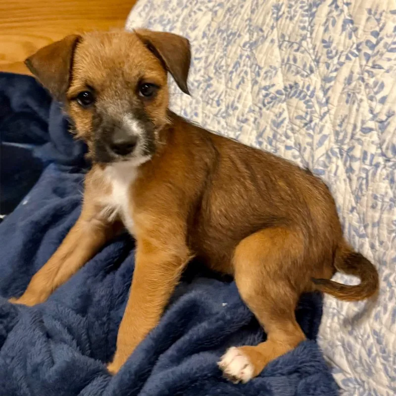 A baby small-sized male Brown / Chocolate Terrier dog named Dean for adoption in Bellingham, WA