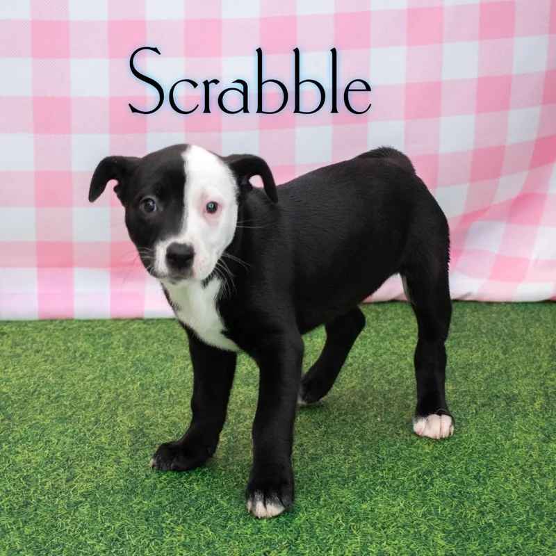 Scrabble thumbnail 2