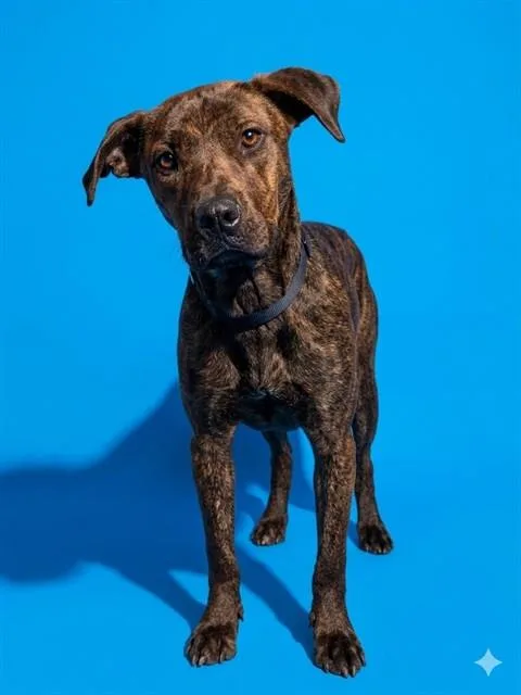 A young medium-sized female Mixed Breed dog named Ladybird for adoption in Jacksonville, FL