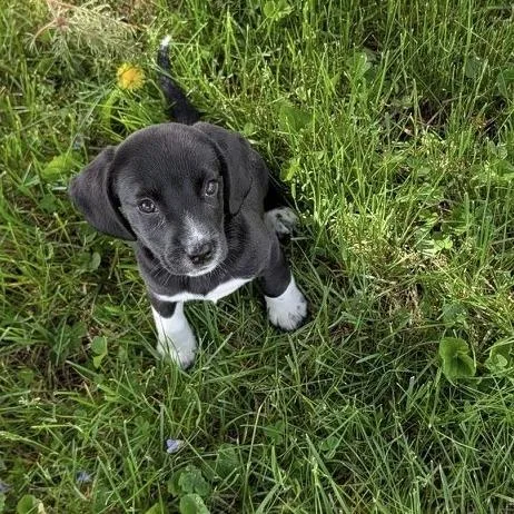 Sadie