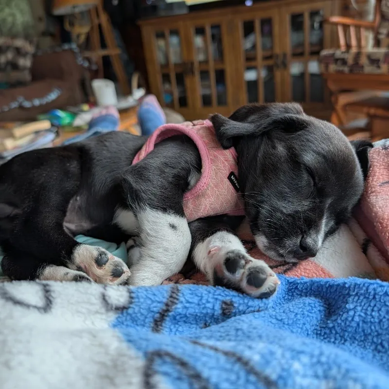 Sadie thumbnail 4