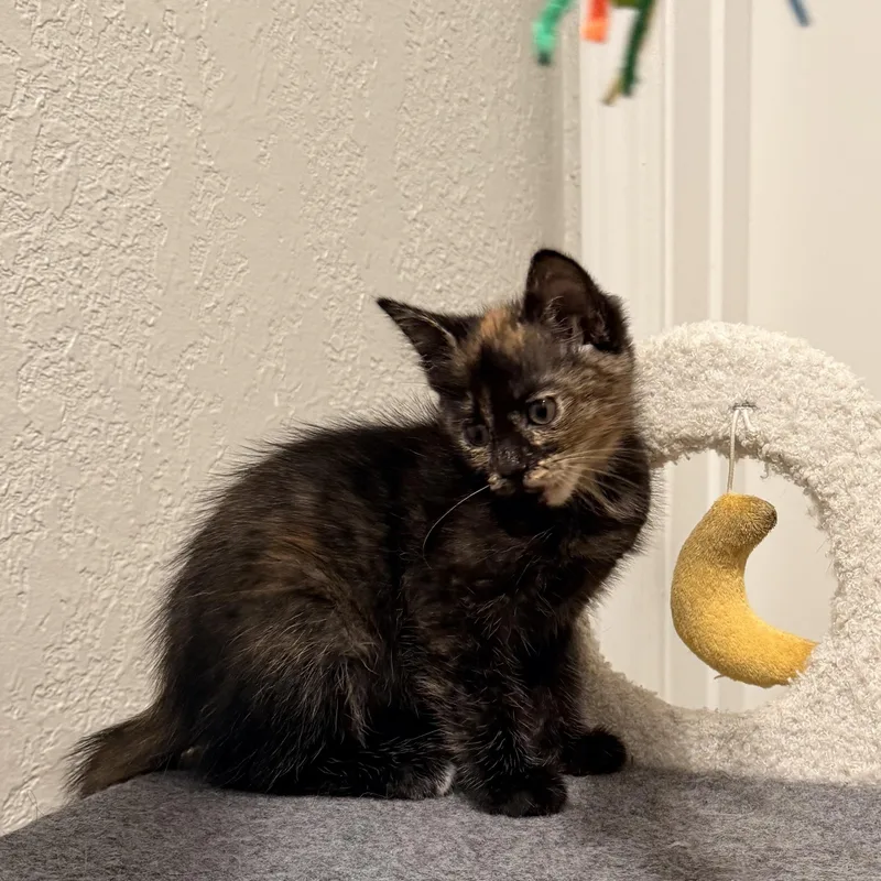 A baby medium-sized female Tortoiseshell Domestic Short Hair cat named Ghost Athens  GA for adoption in Greensboro, GA