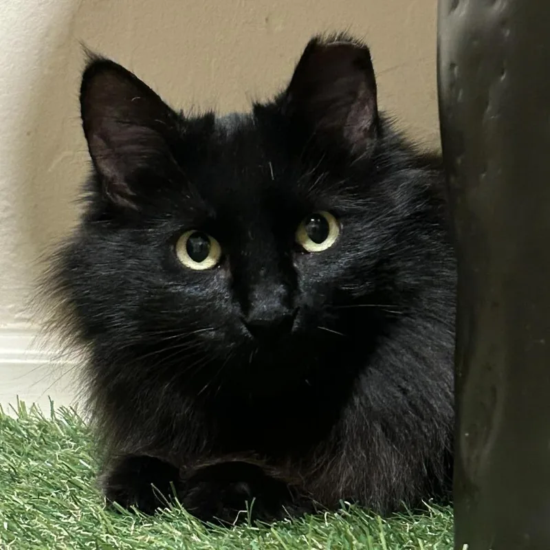 An adult medium-sized female Black Domestic Medium Hair cat named Jinxx for adoption in tucson, AZ
