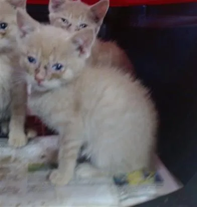 A baby small-sized male Domestic Short Hair cat named Jimmy Darling for adoption in Louisville, KY