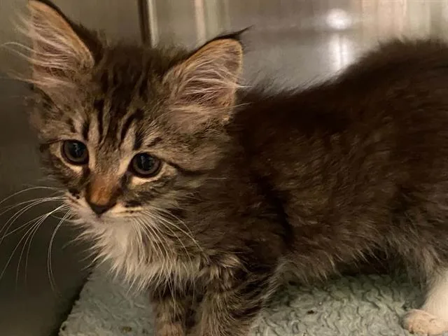 A baby small-sized female Domestic Short Hair cat named Bella for adoption in Tustin, CA