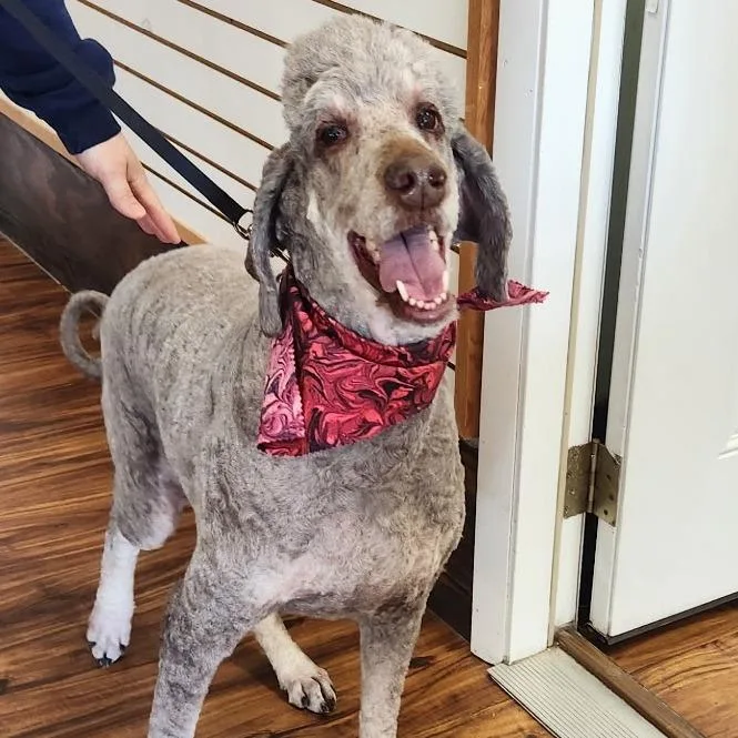An adult large-sized male Brown / Chocolate Standard Poodle dog named Aero for adoption in Washington Township, OH