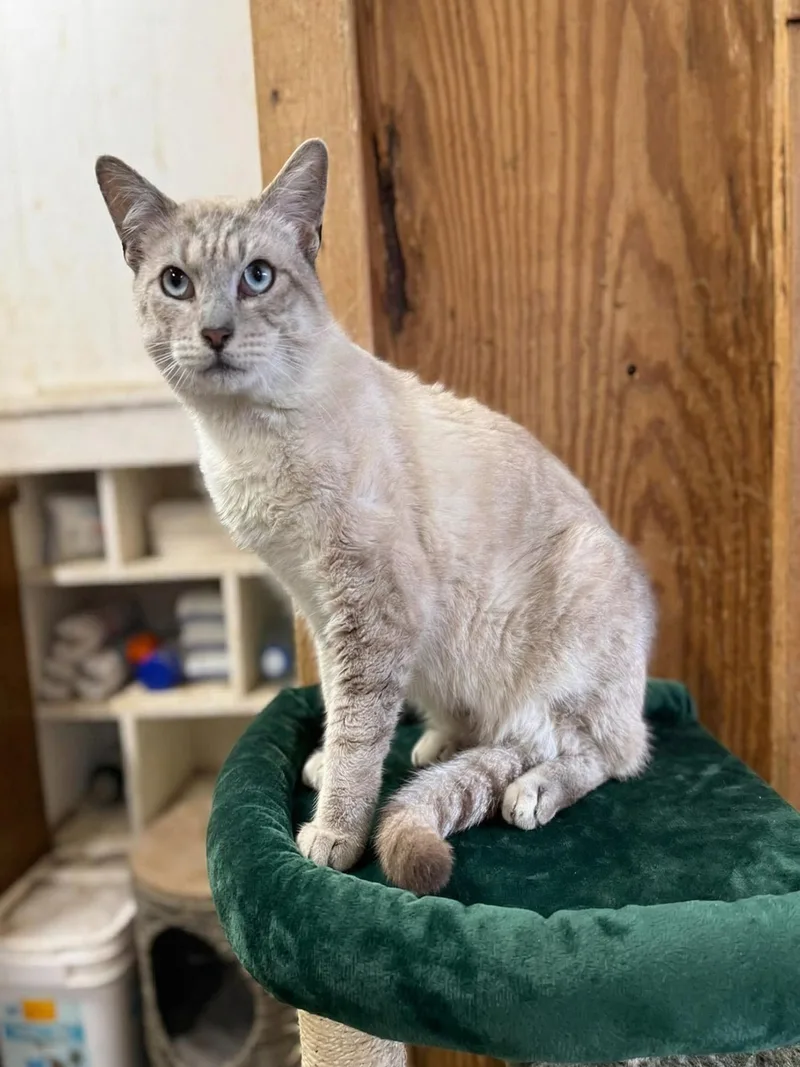 An adult medium-sized male Blue Point Siamese cat named Lenox for adoption in Marion, IN