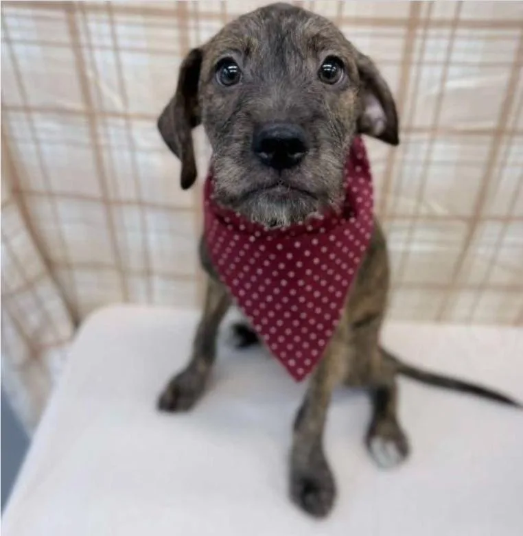 A baby large-sized male Brindle Terrier dog named Luis for adoption in Sedalia, CO