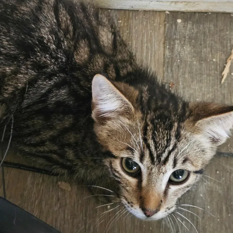 A baby small-sized male Brown / Chocolate Domestic Short Hair cat named Creon for adoption in Yucaipa, CA