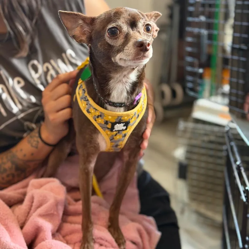 An adult small-sized female Brown / Chocolate Chihuahua dog named Zelie for adoption in New Orleans, LA