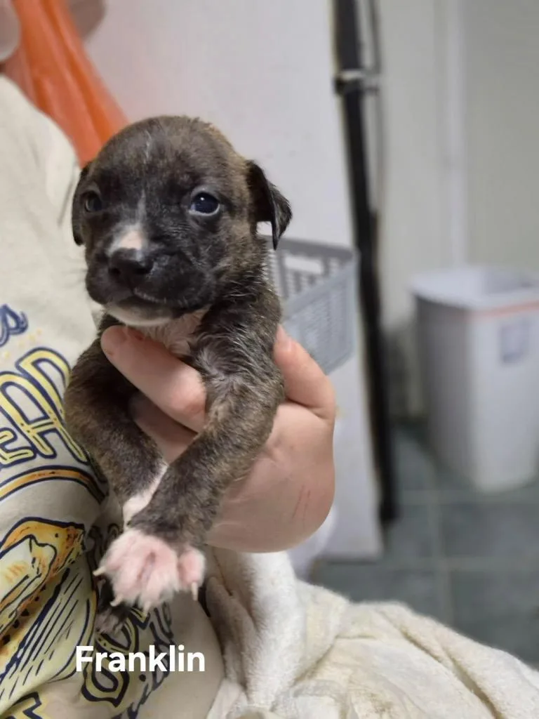A baby small-sized male Boston Terrier dog named Ferdinand for adoption in Center, TX