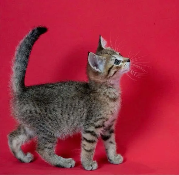 A young small-sized male Tabby (Gray / Blue / Silver) Tabby cat named Rex for adoption in Little Falls, MN