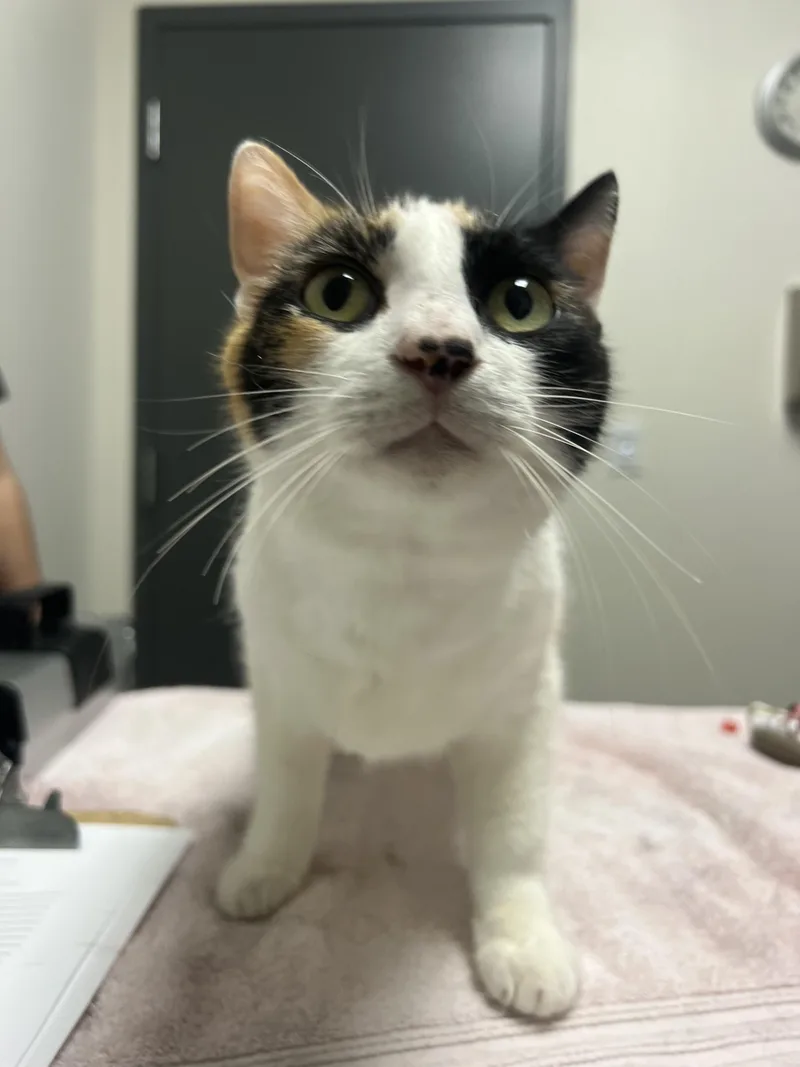 An adult large-sized female Domestic Short Hair cat named Nala for adoption in Chico, CA