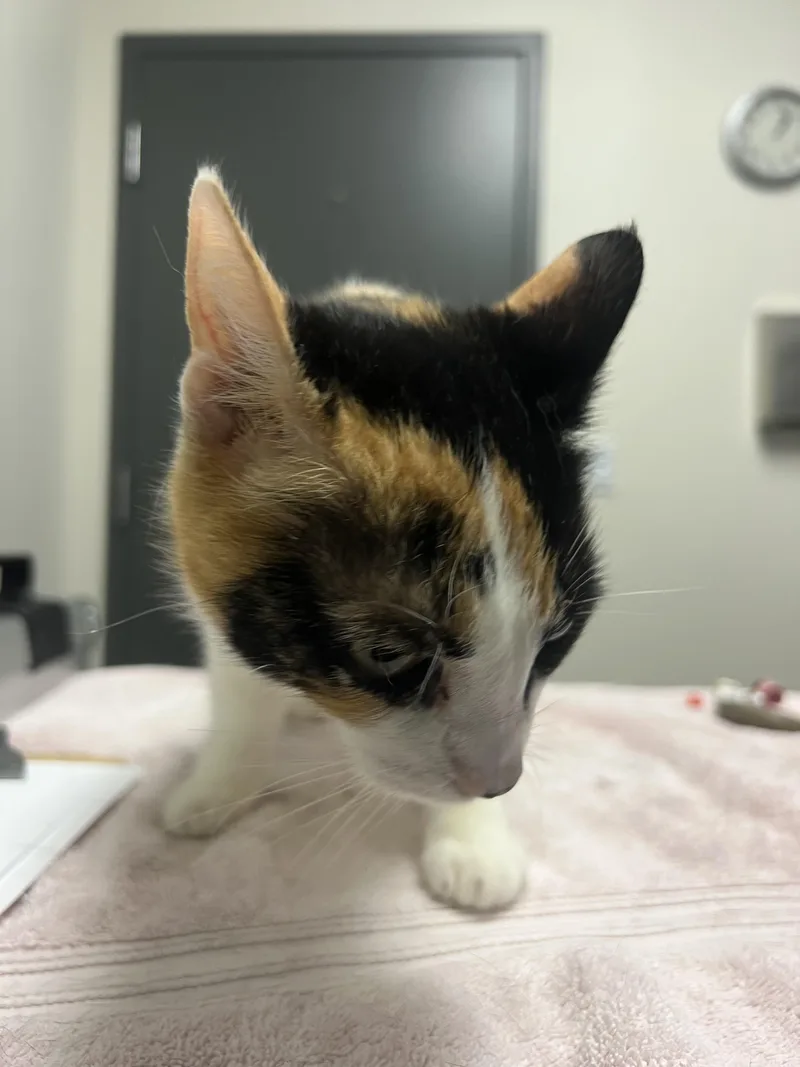 Nala thumbnail 2