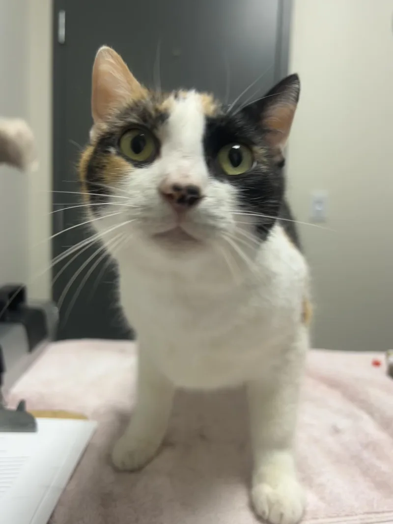 Nala thumbnail 3