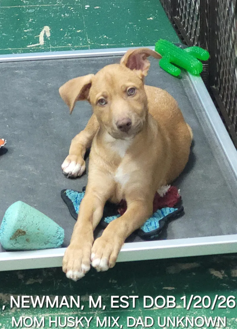 A baby medium-sized male Golden Husky dog named Newman for adoption in Sarasota, FL