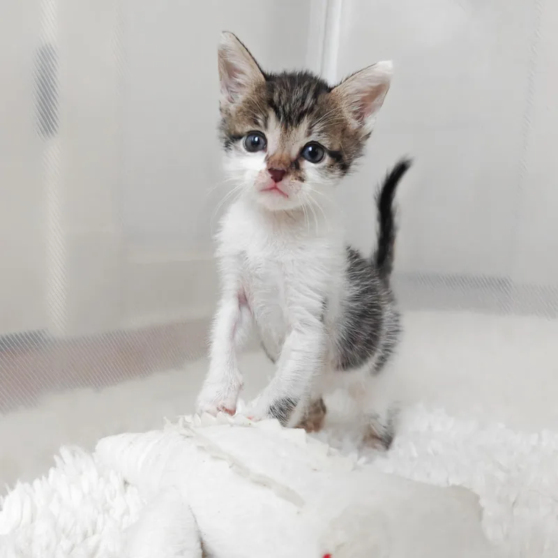 A young medium-sized male Domestic Short Hair cat named Rye for adoption in New Orleans, LA