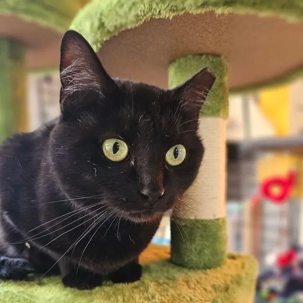 An adult large-sized female Black Domestic Short Hair cat named Chloe C for adoption in Frankfort, KY