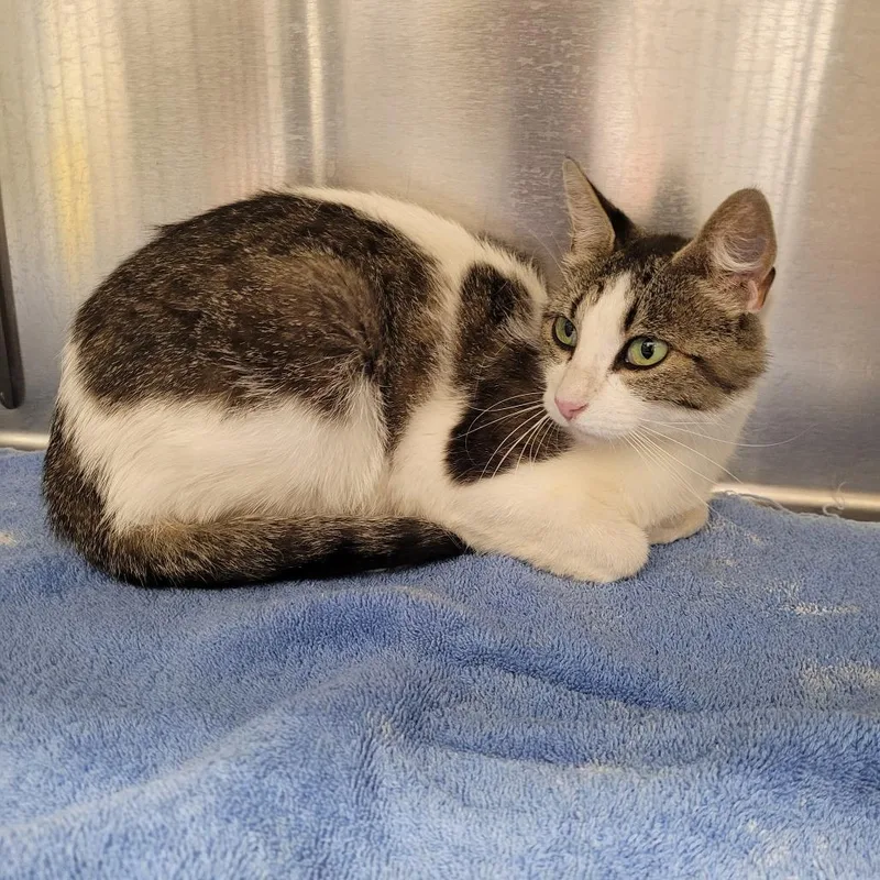 An adult small-sized female White Domestic Short Hair cat named Sylvie for adoption in Murray, UT