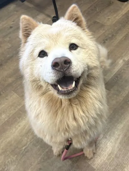 A young medium-sized female Chow Chow dog named Soul for adoption in Sacramento, CA