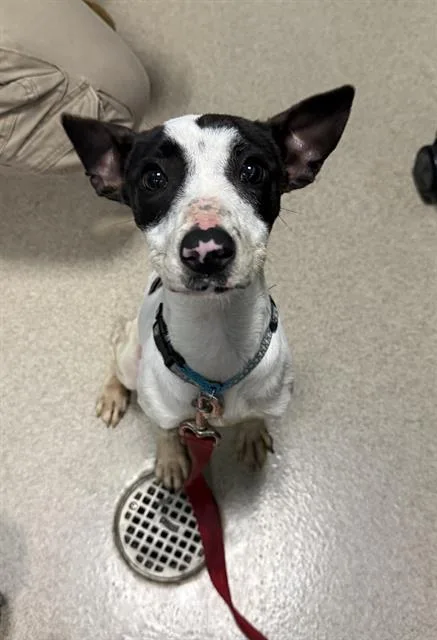 A young small-sized female Mixed Breed dog named Tilly for adoption in Newton, NC