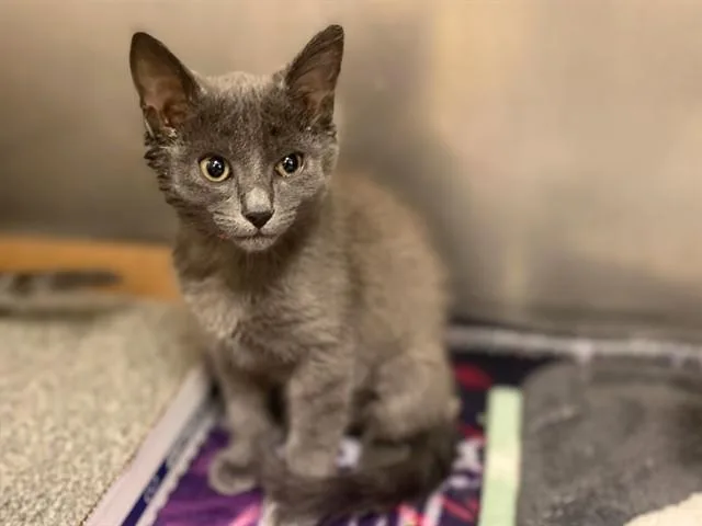 A baby small-sized female Domestic Short Hair cat named Mavis for adoption in Fort Wayne, IN