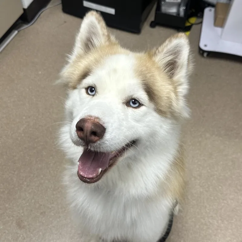 A young large-sized male Yellow / Tan / Blond / Fawn Husky dog named Zane A for adoption in Mission Hills, CA