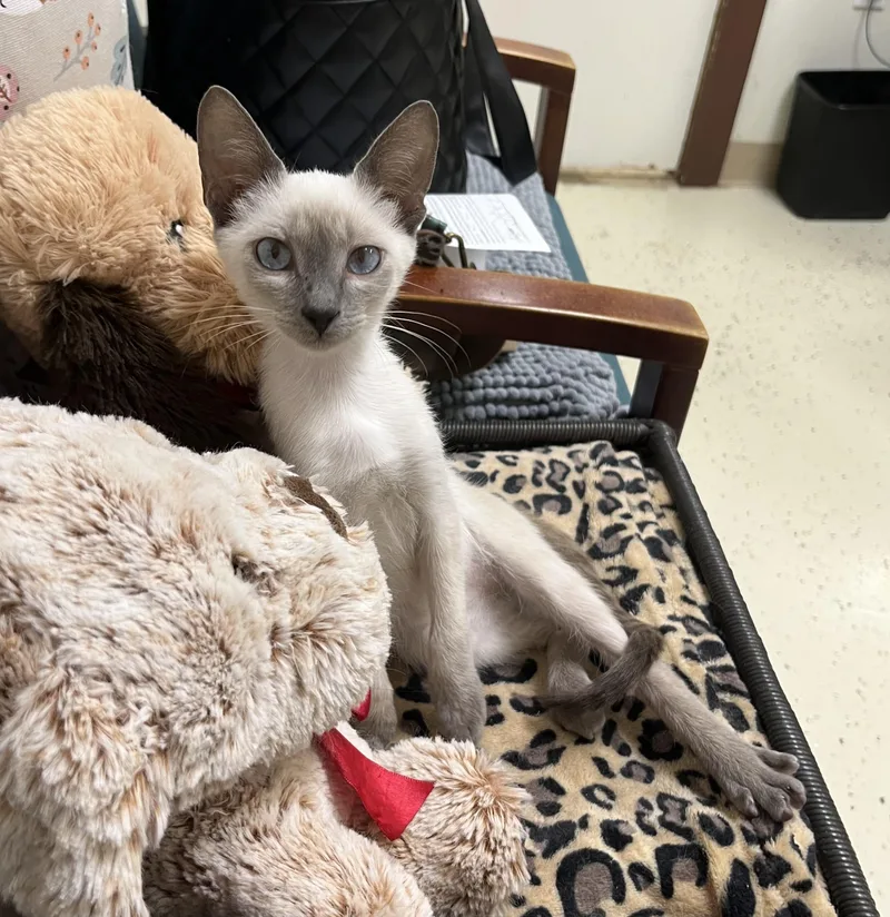 A baby small-sized female Siamese cat named Ailysh for adoption in Hillsboro, TX