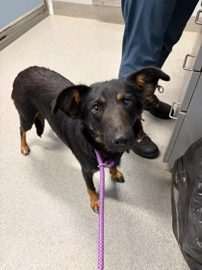 A young medium-sized female Australian Shepherd dog named Fig for adoption in Bloomington, IN