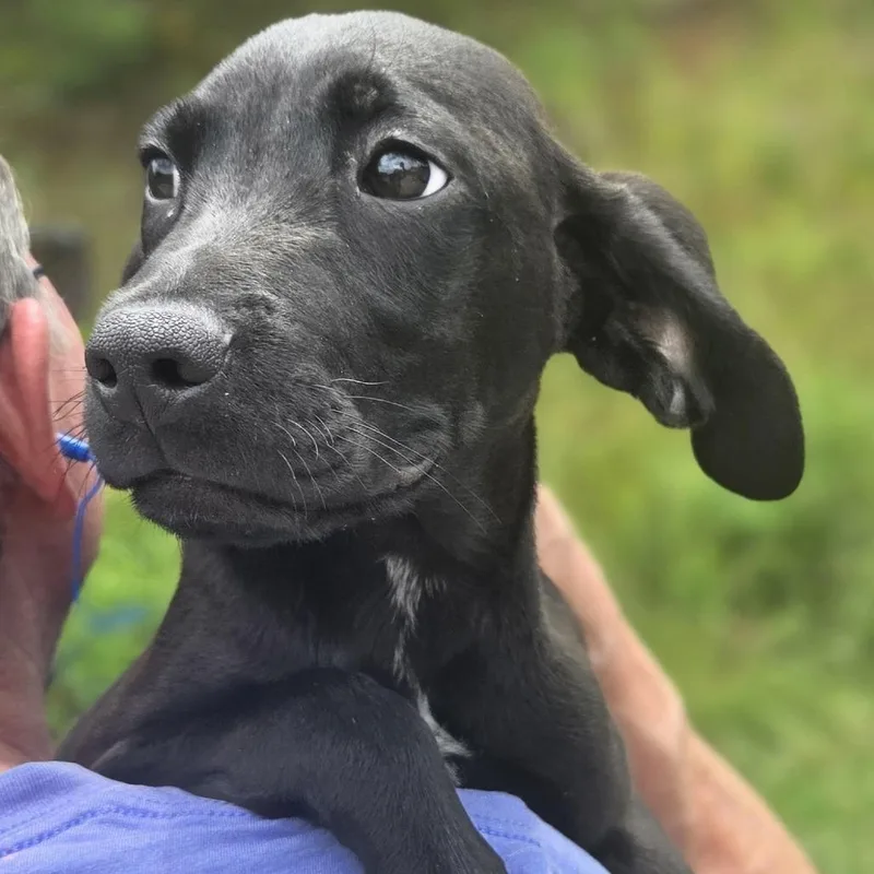 A baby small-sized male Black Hound dog named Larry for adoption in Franklin, NC