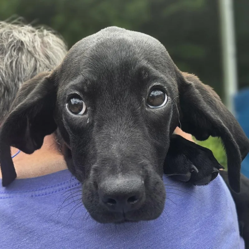 Larry thumbnail 5