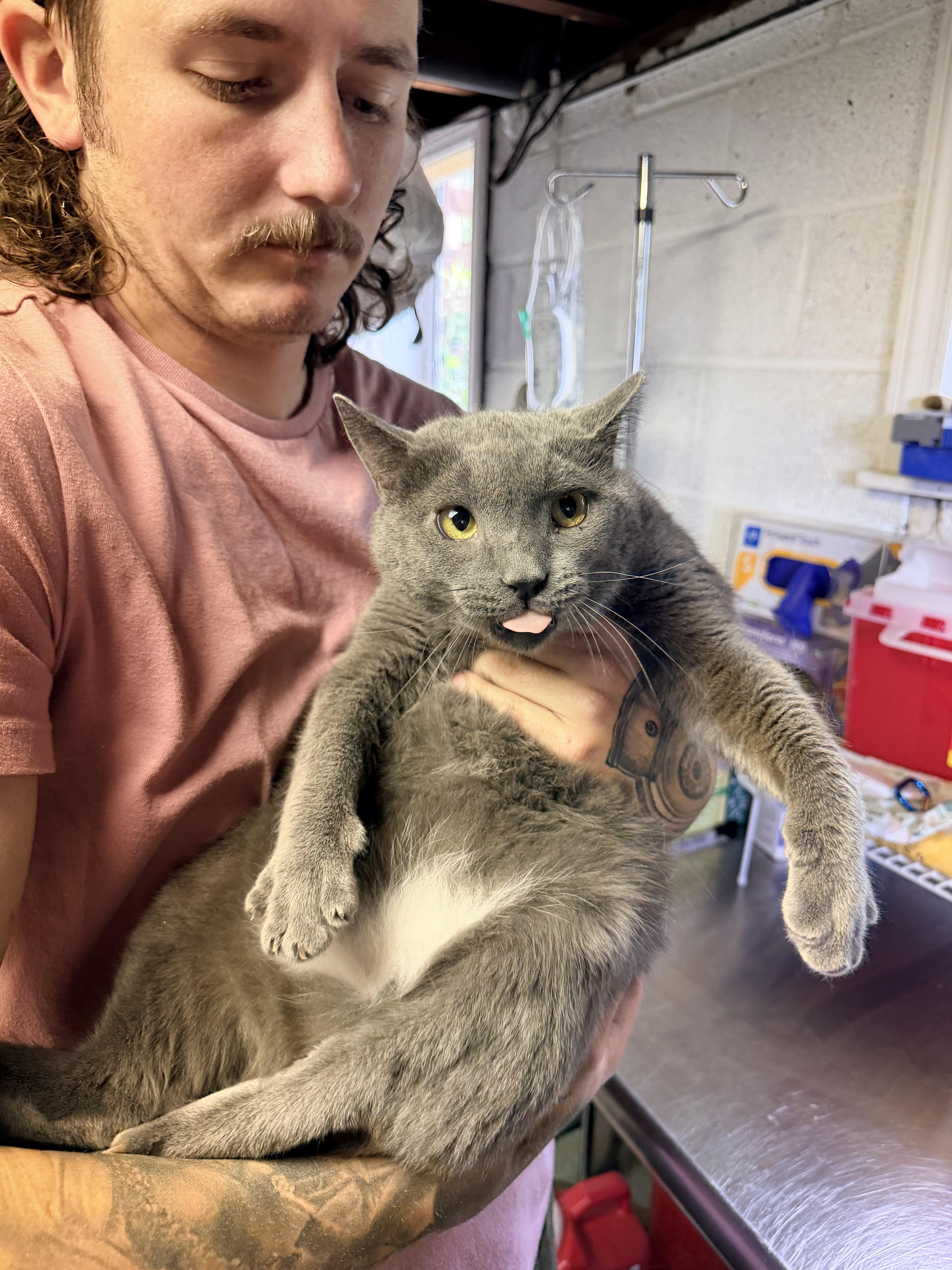 An adult large-sized male Gray / Blue / Silver Domestic Short Hair cat named Chump for adoption in Bellmawr, NJ
