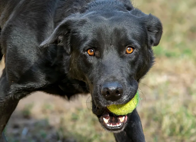 An adult medium-sized male Black Labrador Retriever dog named Papi for adoption in Tomball, TX