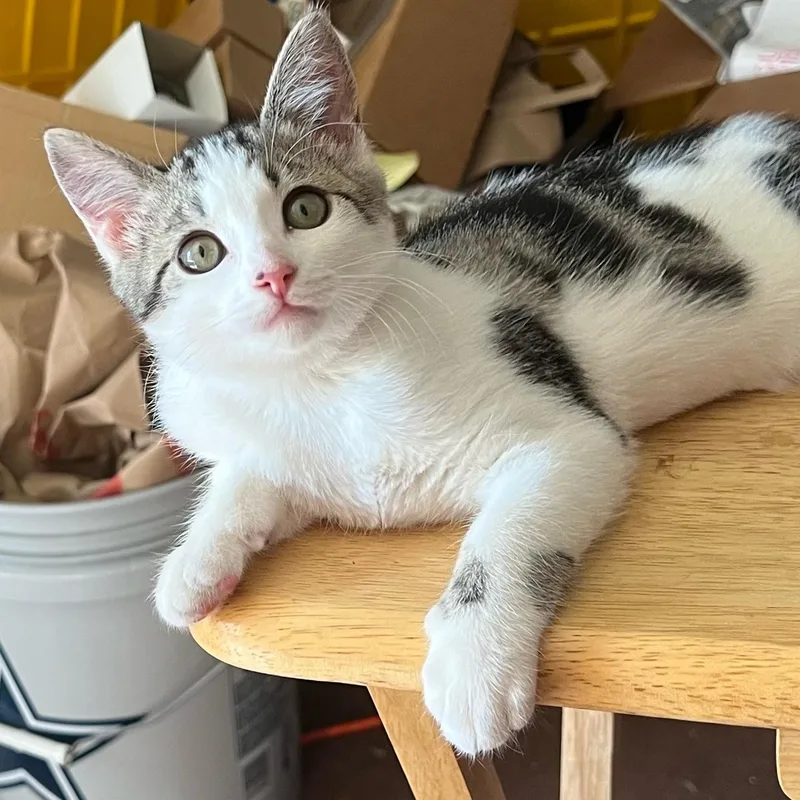 A baby small-sized female Domestic Short Hair cat named Cuddles for adoption in Antioch, CA