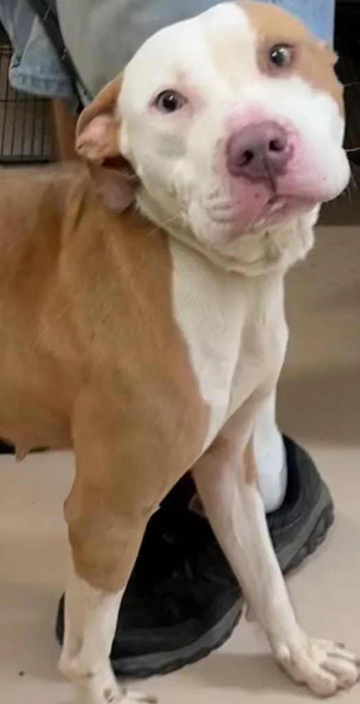 A young medium-sized female Pit Bull Terrier dog named Sunshine for adoption in Elizabethton, TN