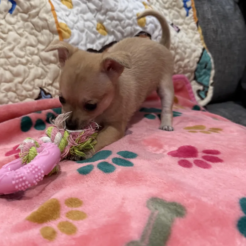 A baby small-sized female Chihuahua dog named Cam for adoption in Liverpool, TX