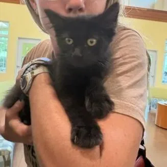 A baby small-sized male Black Domestic Medium Hair cat named Sharpie for adoption in Lynchburg, VA