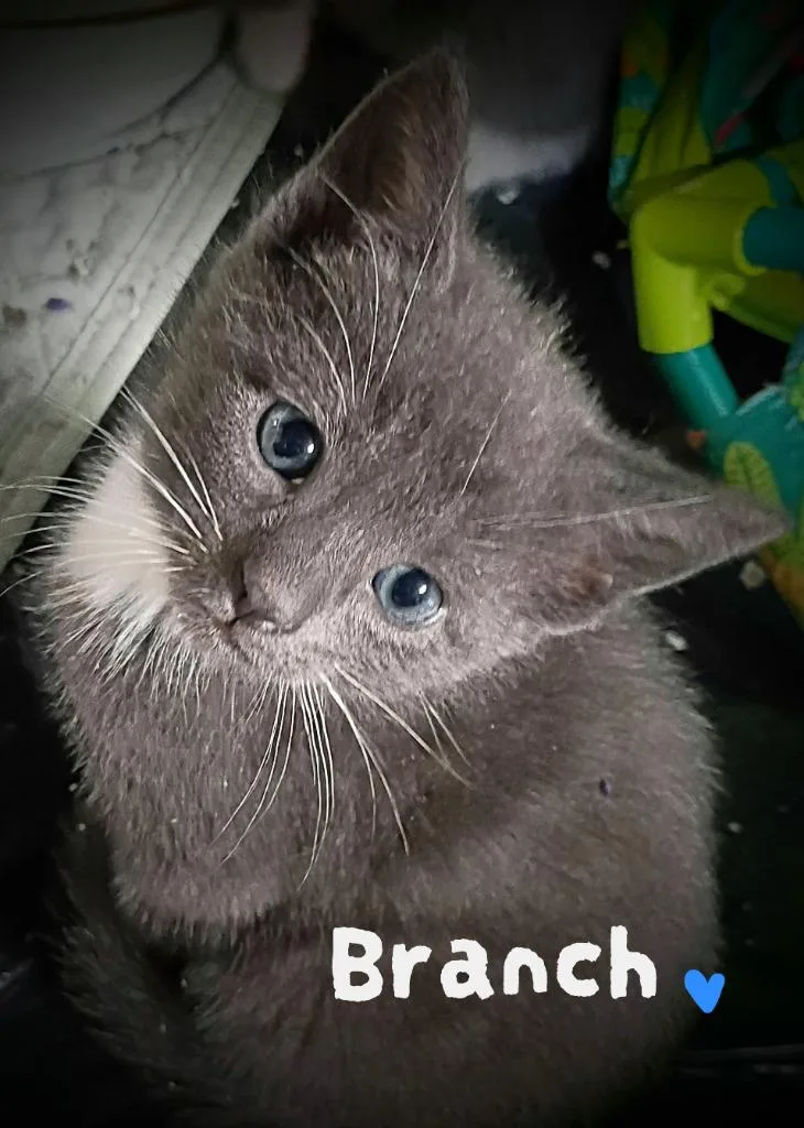 A baby medium-sized male Domestic Short Hair cat named Branch Candy for adoption in Parkville, MD