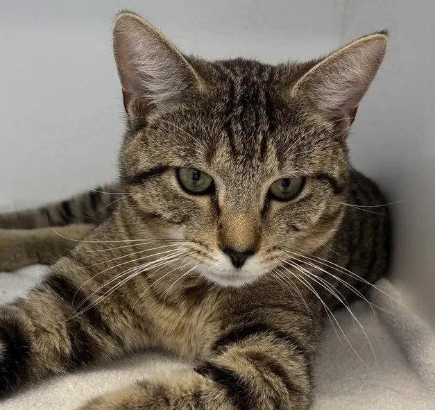 An adult medium-sized male Domestic Short Hair cat named Atticus for adoption in Greenfield, IN