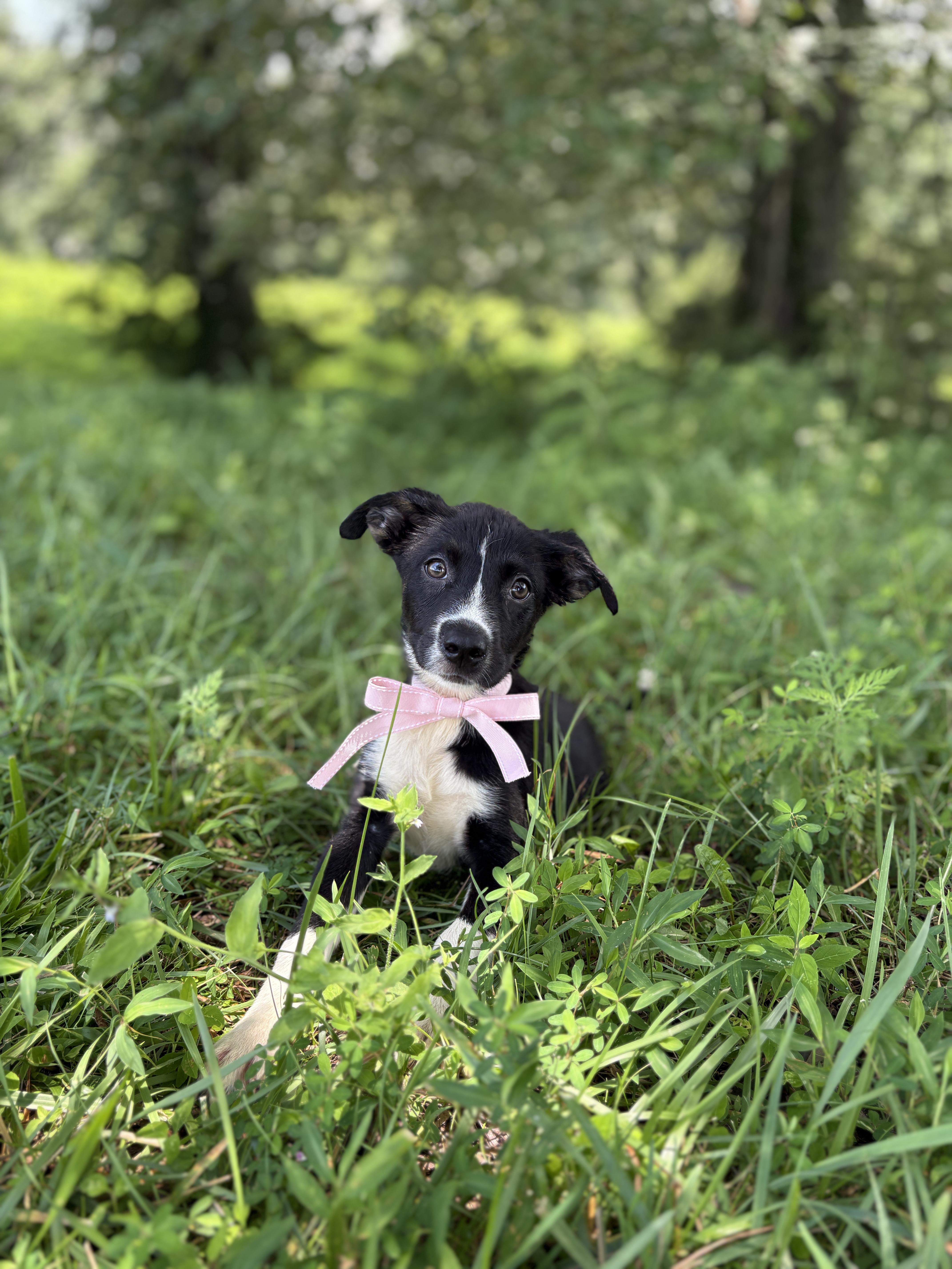 A baby small-sized female Black Mixed Breed dog named Starburst Transport for adoption in Gradyville, KY