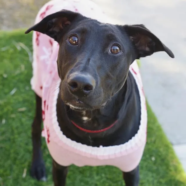 An adult medium-sized female Shepherd dog named Shadow for adoption in San Antonio, TX