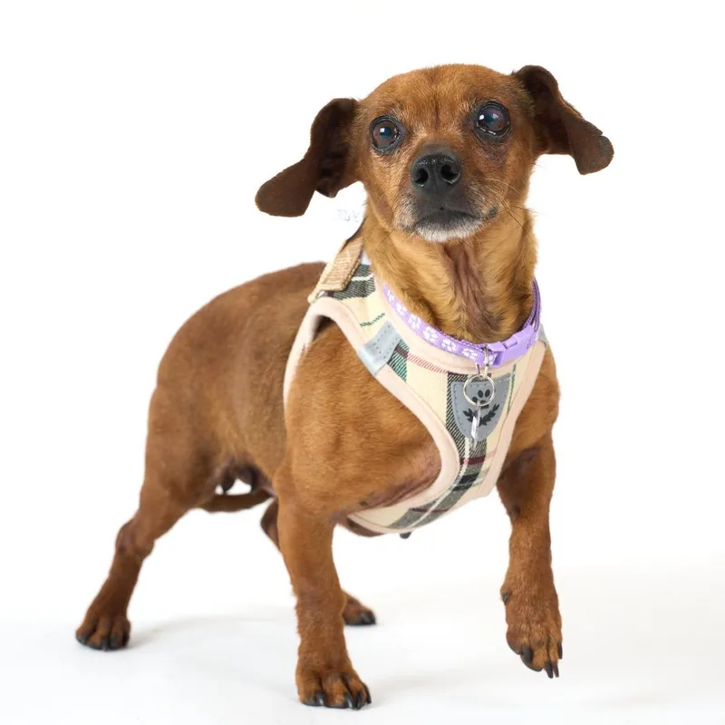 A senior small-sized female Red / Chestnut / Orange Dachshund dog named Groupie for adoption in San Francisco, CA