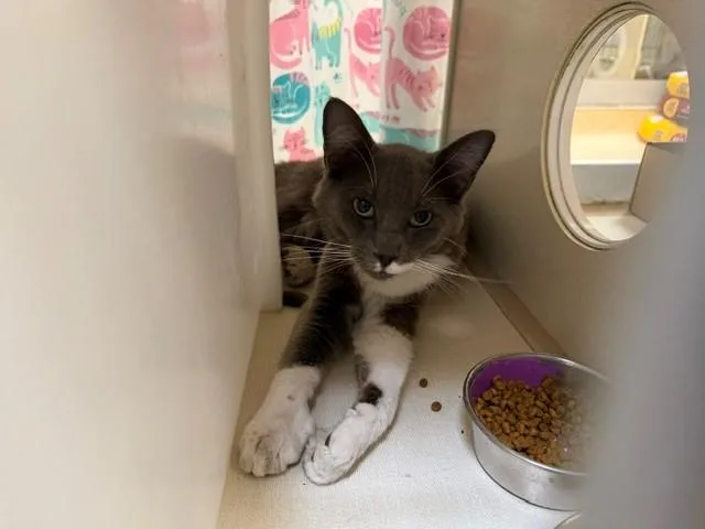 A young small-sized male Domestic Short Hair cat named Jimbo for adoption in Fairfield, CA