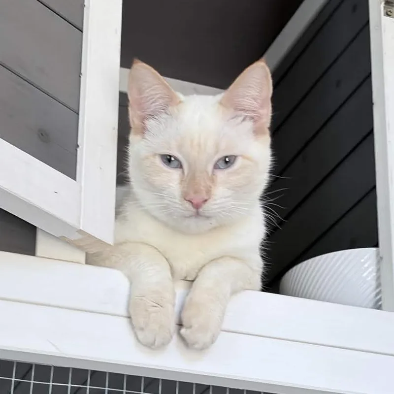 A young medium-sized female White Siamese cat named Coco for adoption in San Diego, CA