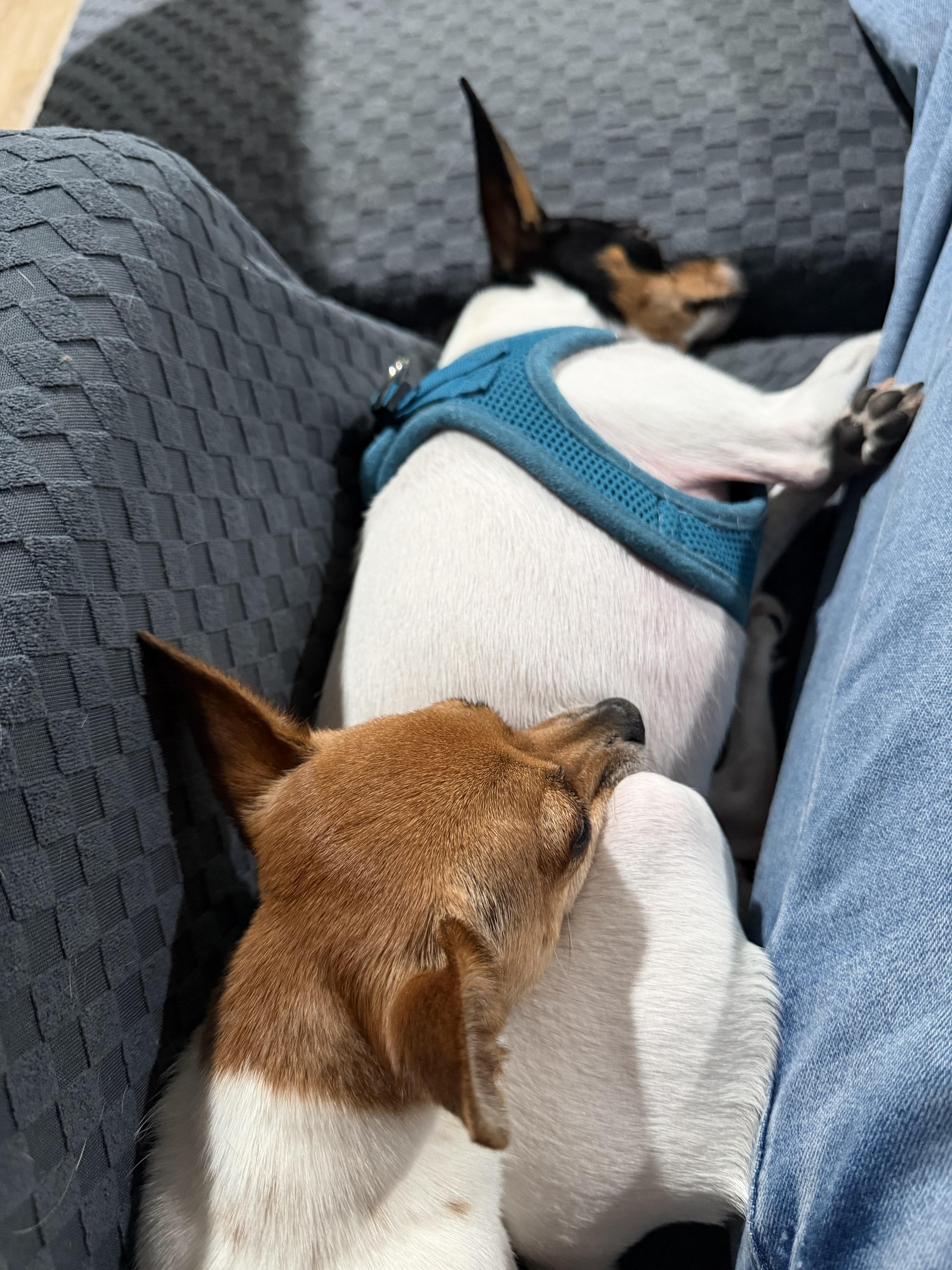 A young small-sized female Tricolor (Brown, Black, & White) Toy Fox Terrier dog named SPECIAL NEEDS  Cricket for adoption in Grosse Pointe Park, MI