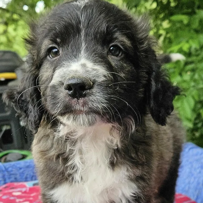 A baby medium-sized male Brindle Australian Shepherd dog named Cavatappi for adoption in Pelham, NH