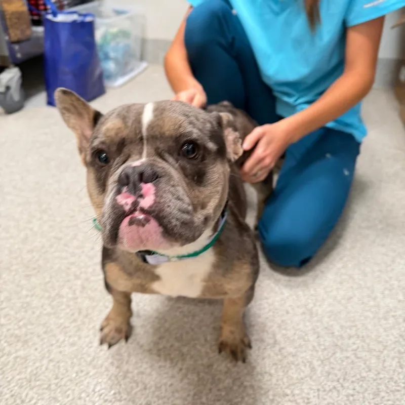 An adult medium-sized male Brindle French Bulldog dog named Willie for adoption in Englewood, FL